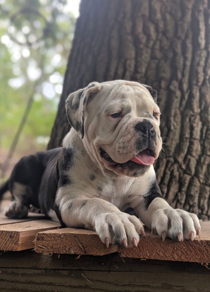 du sixieme sens - Chiots disponibles - Bulldog continental