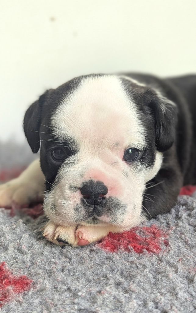 du sixieme sens - Chiots disponibles - Bulldog continental