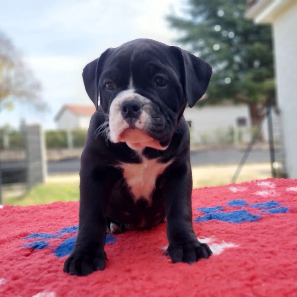 CHIOT