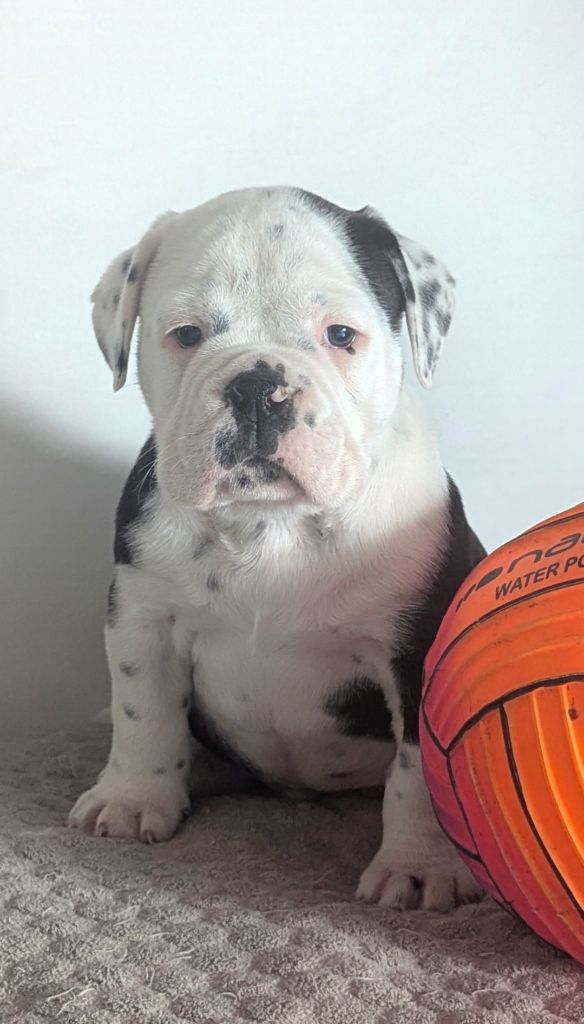 du sixieme sens - Chiots disponibles - Bulldog continental