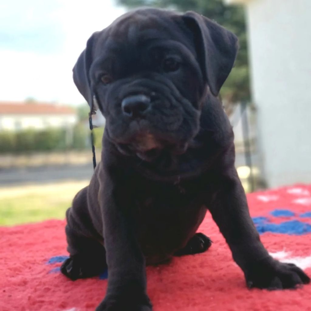 CHIOT