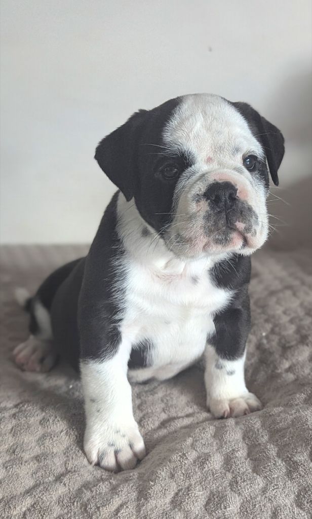 du sixieme sens - Chiots disponibles - Bulldog continental
