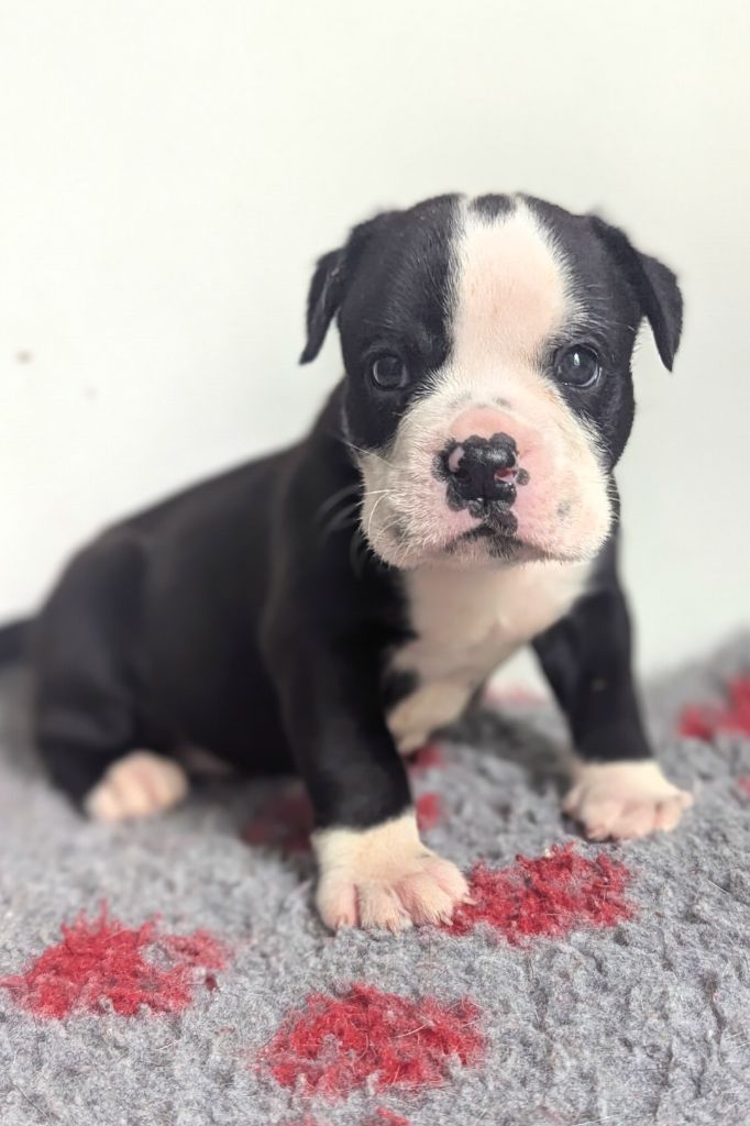 du sixieme sens - Chiots disponibles - Bulldog continental