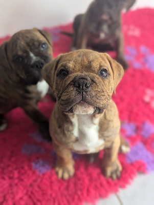 CHIOT