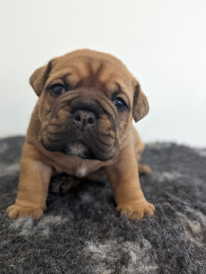 CHIOT