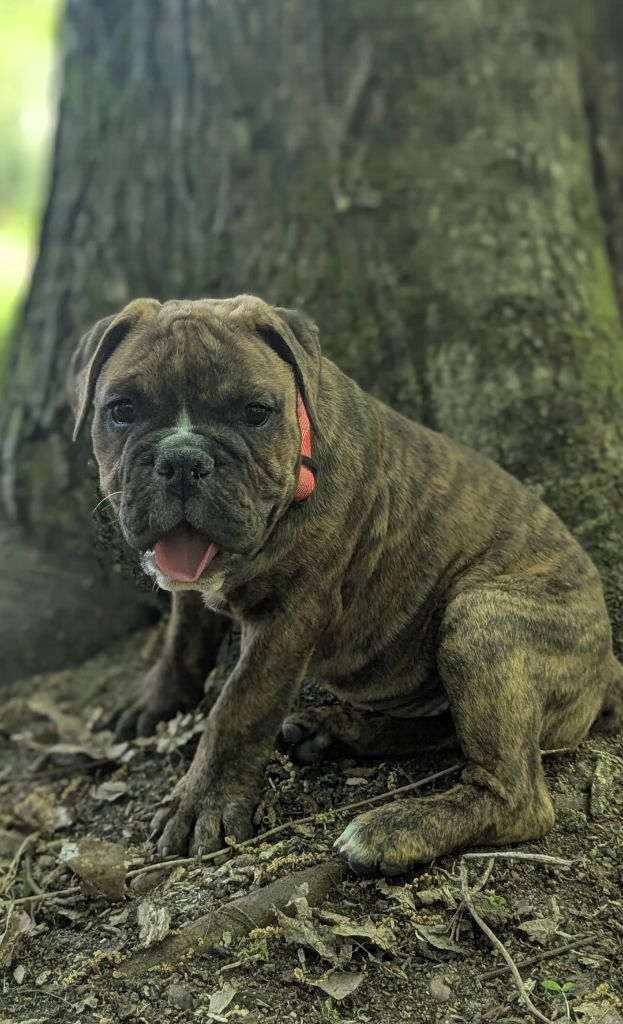 du sixieme sens - Chiots disponibles - Bulldog continental