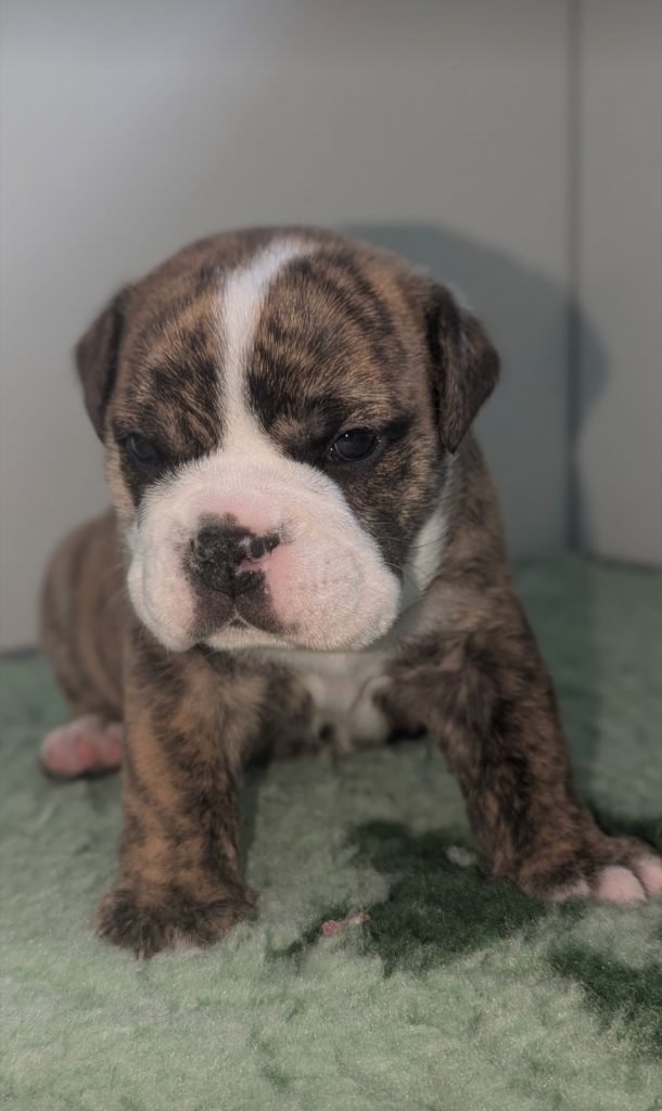 du sixieme sens - Chiots disponibles - Bulldog continental