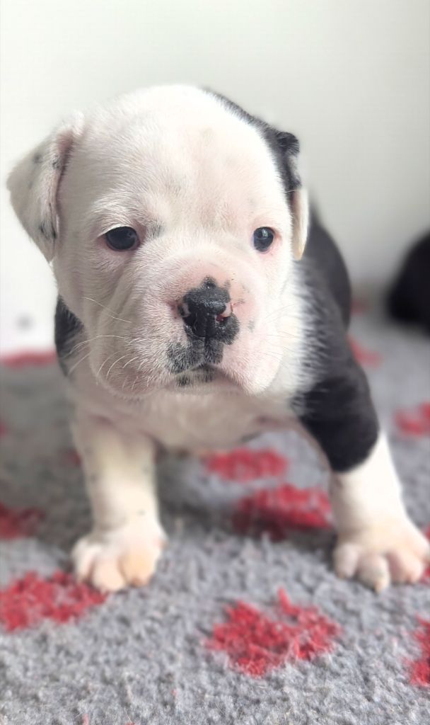 du sixieme sens - Chiots disponibles - Bulldog continental