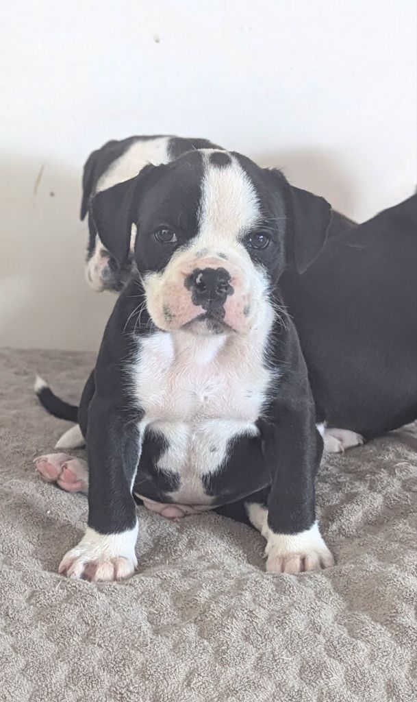 du sixieme sens - Chiots disponibles - Bulldog continental